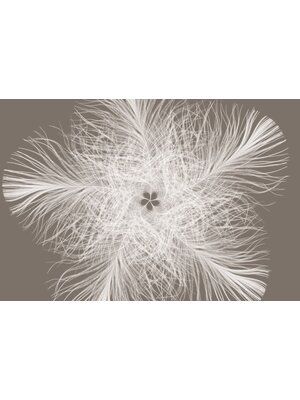 Komar Home; Komar Colours Fotobehang Federstern - XXL4-006