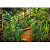 Komar Home; Komar Colours Fotobehang Jungle Trail - 8-989