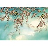 Komar Home; Komar Colours Fotobehang Sakura - 8-213