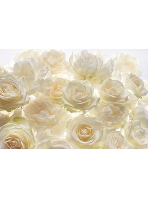 Komar Home; Komar Colours Fotobehang Shalimar - XXL4-007