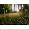 Komar Home; Komar Colours Fotobehang Summer Glade - X7-1005