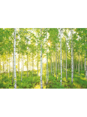 Komar Home; Komar Colours Fotobehang Sunday - 8-519