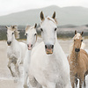 Komar Home; Komar Colours Fotobehang White Horses - 8-986