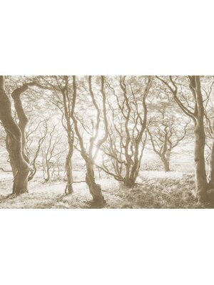 Komar Infinity 2 Fotobehang Bleached Birch - IFSH4-072