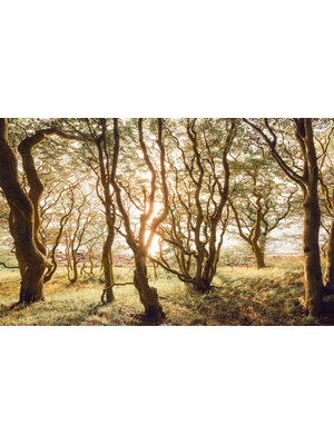 Komar Infinity 2 Fotobehang Bold Birch - IFSH4-074