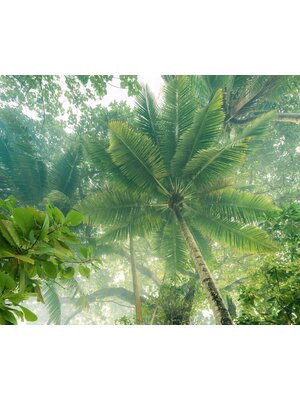 Komar Infinity 2 Fotobehang Climber Canopy - IFSH3-037