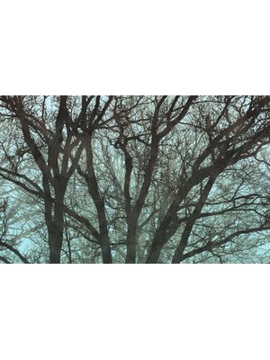 Noordwand Komar Infinity 2 Fotobehang Whispering Woods - IF4-061