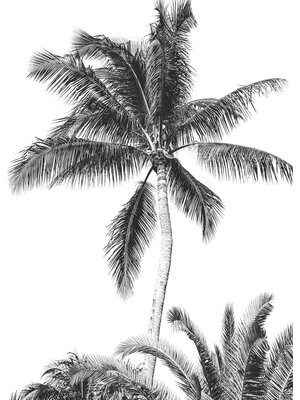 Komar Into Adventure Fotobehang Palmboom - IAX4-0011