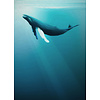 Komar Into Adventure Fotobehang Whale - IAX4-0045