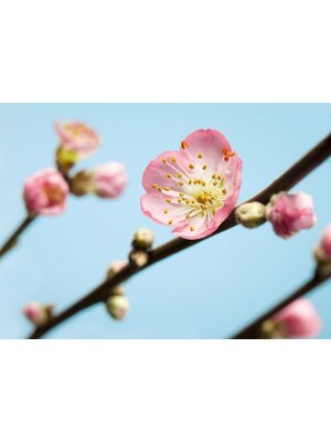 Noordwand Komar Munich Design Fotobehang Peach Blossom - V7-753