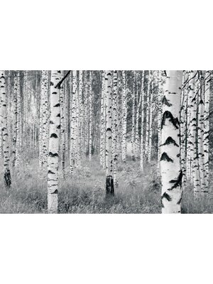 Noordwand Komar Munich Design Fotobehang Woods - V8-724