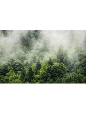 Noordwand Komar Pure Fotobehang Forest Land - PSH061-VD4