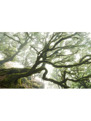 Noordwand Komar Pure Fotobehang Forgotten Forest - PSH092-VD4 Noordwand Komar Pure Fotobehang Forgotten Forest - PSH092-VD4