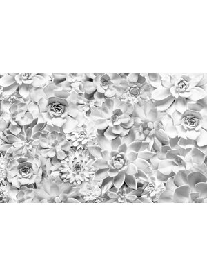 Noordwand Komar Pure Fotobehang Shades Black & White - P962-VD4