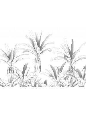 Noordwand Komar Raw Fotobehang Musa - R4-051