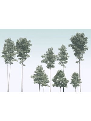 Noordwand Komar Raw Fotobehang Pines - R4-040 Noordwand Komar Raw Fotobehang Pines - R4-040