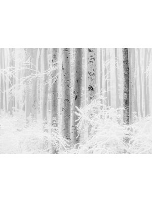 Noordwand Komar Raw Fotobehang Winter Wood - R4-043 Noordwand Komar Raw Fotobehang Winter Wood - R4-043