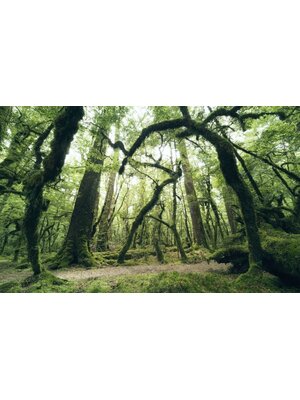 Noordwand Komar Stefan Hefele Fotobehang Ancient Green - SHX9-104 Noordwand Komar Stefan Hefele Fotobehang Ancient Green - SHX9-104