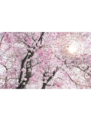 Noordwand Komar Stefan Hefele Fotobehang Bloom - SH083-VD4 Noordwand Komar Stefan Hefele Fotobehang Bloom - SH083-VD4