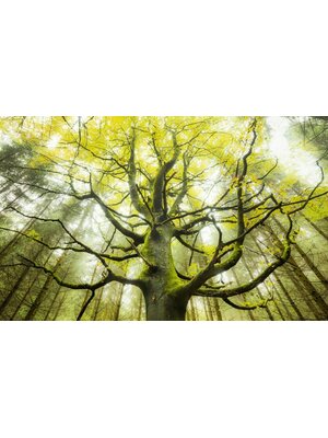 Noordwand Komar Stefan Hefele Fotobehang Der Traumbaum - SHX9-020 Noordwand Komar Stefan Hefele Fotobehang Der Traumbaum - SHX9-020