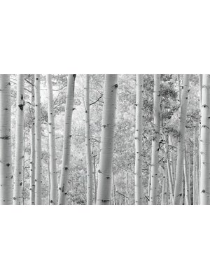 Noordwand Komar Stefan Hefele Fotobehang Espenwald - SHX9-030 Noordwand Komar Stefan Hefele Fotobehang Espenwald - SHX9-030