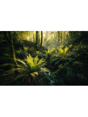 Noordwand Komar Stefan Hefele Fotobehang Fjordland Woods - SHX9-110 Noordwand Komar Stefan Hefele Fotobehang Fjordland Woods - SHX9-110