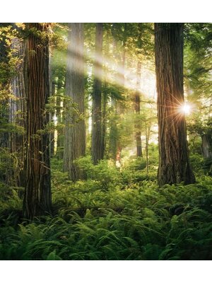 Noordwand Komar Stefan Hefele Fotobehang Goblins Woods - SHX5-037 Noordwand Komar Stefan Hefele Fotobehang Goblins Woods - SHX5-037