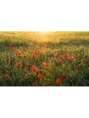 Noordwand Komar Stefan Hefele Fotobehang Poppy World - SHX9-071 Noordwand Komar Stefan Hefele Fotobehang Poppy World - SHX9-071