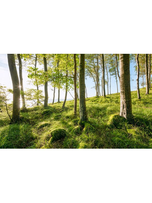 Noordwand Komar Stefan Hefele Fotobehang Zauberhaftes Buchenspektakel - SHX9-102 Noordwand Komar Stefan Hefele Fotobehang Zauberhaftes Buchenspektakel - SHX9-102