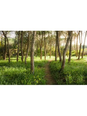 Komar Stefan Hefele; Komar Wanderlust Fotobehang BlÃ¼tenzauberwald - SHX9-011