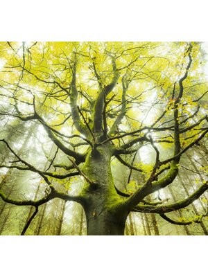 Noordwand Komar Stefan Hefele; Komar Wanderlust Fotobehang Der Traumbaum - SHX6-020 Noordwand Komar Stefan Hefele; Komar Wanderlust Fotobehang Der Traumbaum - SHX6-020