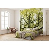 Komar Stefan Hefele; Komar Wanderlust Fotobehang Der Traumbaum - SHX6-020