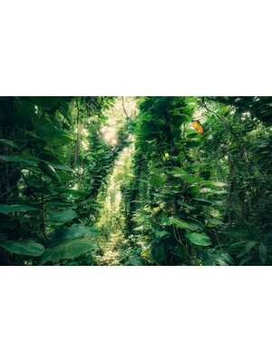 Komar Stefan Hefele; Komar Wanderlust Fotobehang Green Leaves - SHX9-114