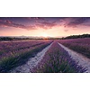 Komar Stefan Hefele; Komar Wanderlust Fotobehang Lavender Dream - SHX9-052
