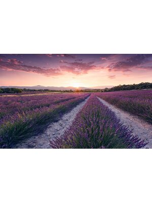 Komar Stefan Hefele; Komar Wanderlust Fotobehang Lavender Dream - SHX9-052