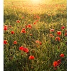 Komar Stefan Hefele; Komar Wanderlust Fotobehang Poppy World - SHX5-071