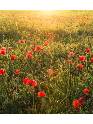 Komar Stefan Hefele; Komar Wanderlust Fotobehang Poppy World - SHX5-071