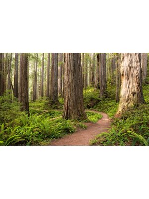 Komar Stefan Hefele; Komar Wanderlust Fotobehang Redwood Trail - SHX9-077