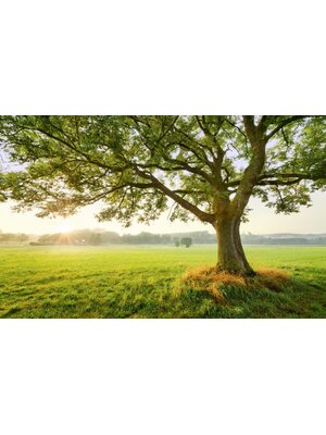 Komar Stefan Hefele; Komar Wanderlust Fotobehang The Magic Tree - SHX9-086
