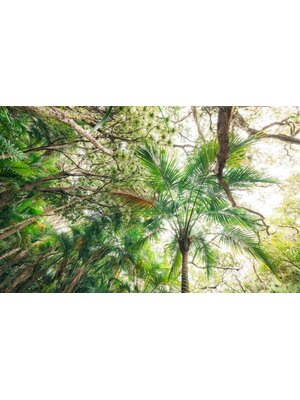 Komar Stefan Hefele; Komar Wanderlust Fotobehang Touch the Jungle - SHX9-128