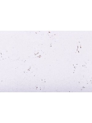 Noordwand Kurk Kurk Tegel Snow 3 mm dik - 2096 Noordwand Kurk Kurk Tegel Snow 3 mm dik - 2096