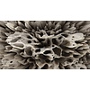 Muance Muance Fotobehang Coral on the wall - MU13095