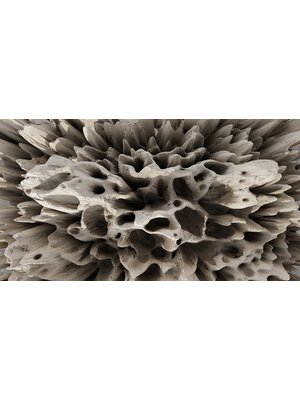 Muance Muance Fotobehang Coral on the wall - MU13095 Muance Muance Fotobehang Coral on the wall - MU13095