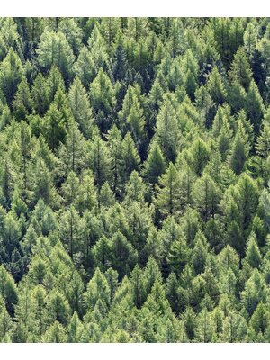 Noordwand Textura Behang met sparren - 1545730