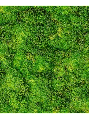 Noordwand Textura Behang mosmuur - 1545733