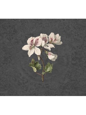 Vanilla Lime Vanilla Lime Fotobehang Daydreams - 014276