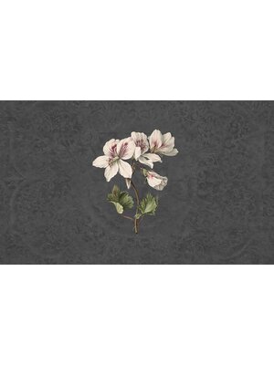 Vanilla Lime Vanilla Lime Fotobehang Daydreams - 014277