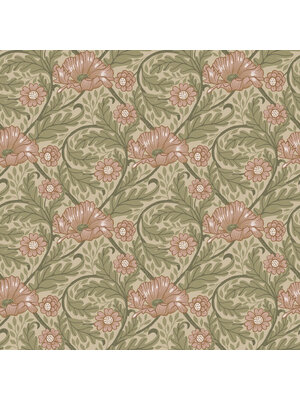 Midbec FC Angas- Esther Apricot - 13115