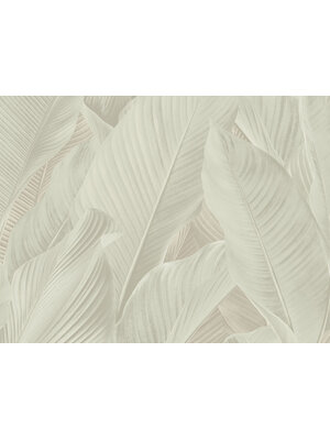 Dutch Tahiti - Banya creme - 13305