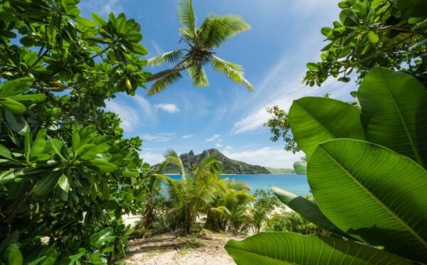 Komar Stefan Hefele; Komar Wanderlust Fotobehang Cast Away Jungle - SHX9-106